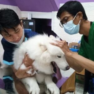 Dokter Hewan Bogor - Photo by Google