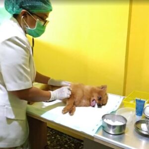 Dokter Hewan Pekanbaru - Photo by Lia Vet Google