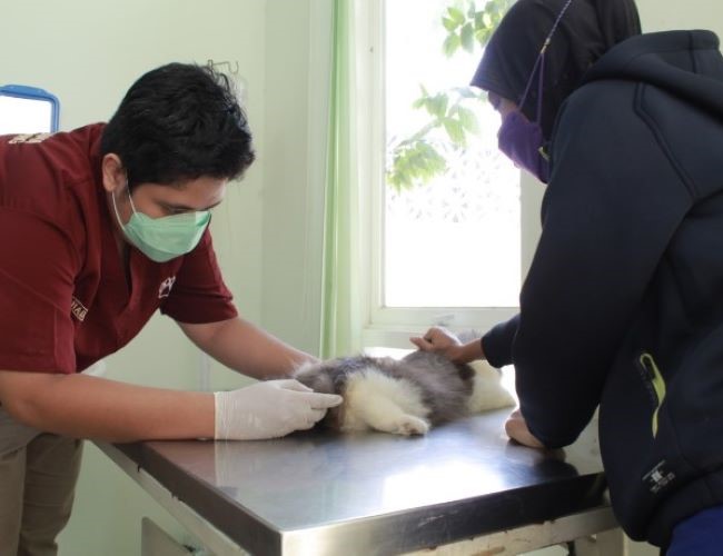 Dokter Hewan Semarang - Photo by Sikewan Semarang Site