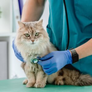 Dokter Hewan Temanggung