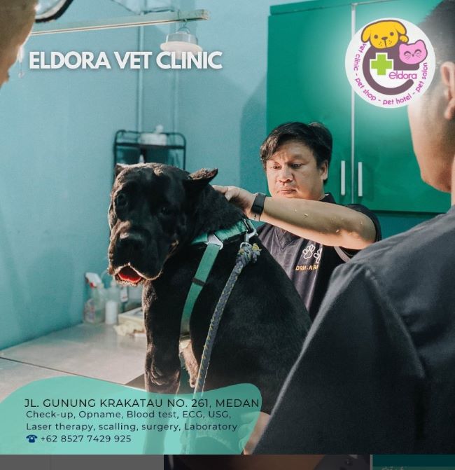 drh. Ari Ramadhan Dokter Hewan Medan - Photo by Eldora Vet Clinic
