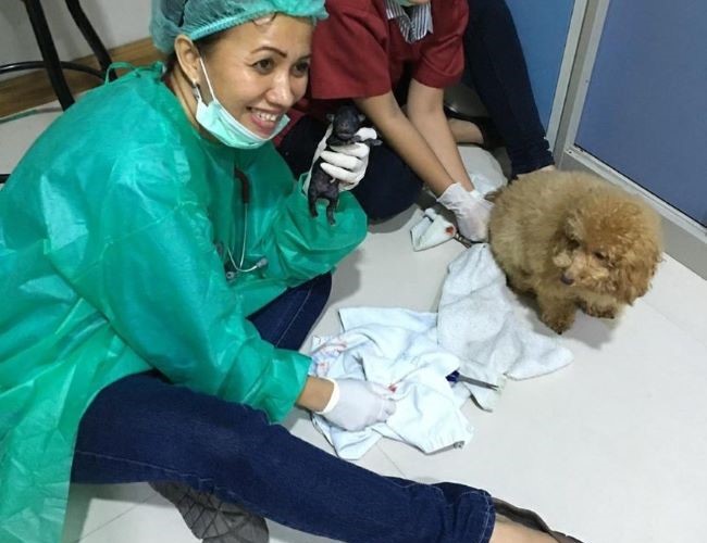 drh. Dewi Naike Nainggolan, M.Si Dokter Hewan Medan - Photo by Monsabel Pet Clinic Instagram