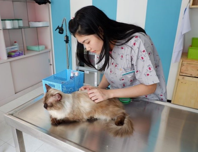 drh. Ling Dokter Hewan Malang - Photo by Google