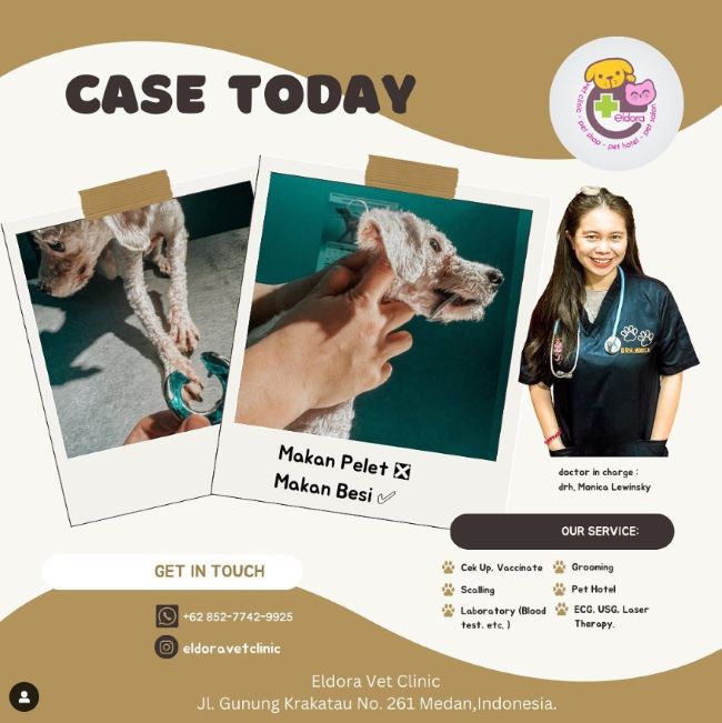 drh. Monica Lewinsky Dokter Hewan Medan - Photo by Eldora Vet Clinic Instagram