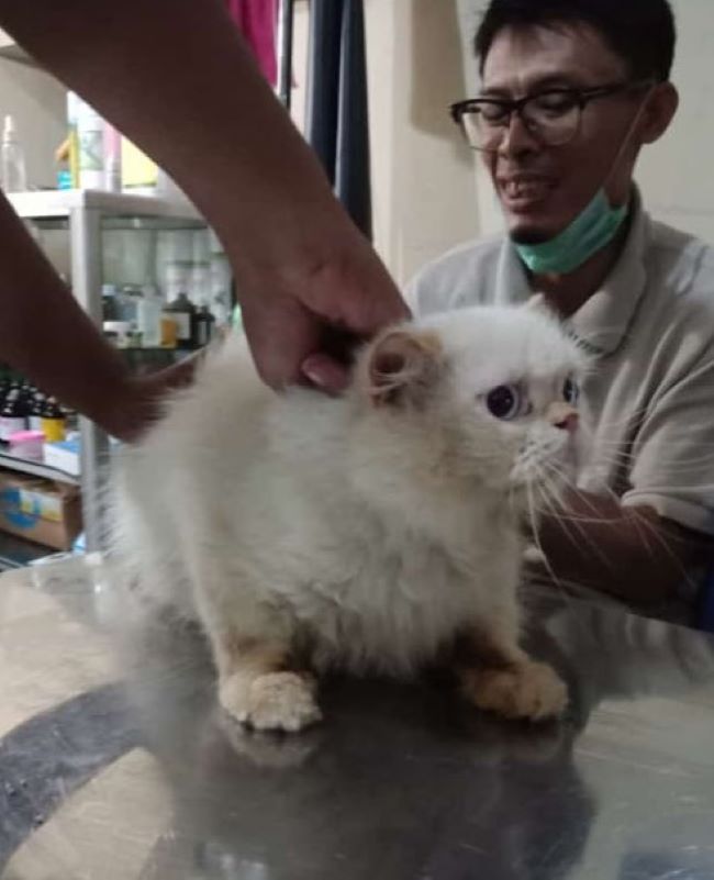 drh. Nurdiyanto Dokter Hewan Cirebon - Photo by Google