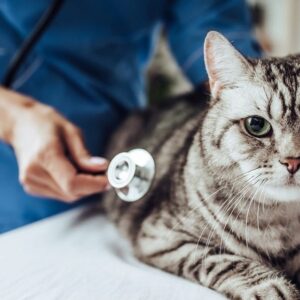 Dokter Hewan Pasuruan